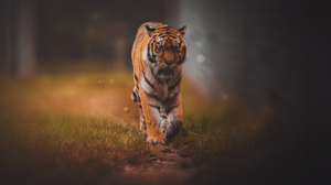 India’s 5 largest tiger reserves for best chances of tiger spotting