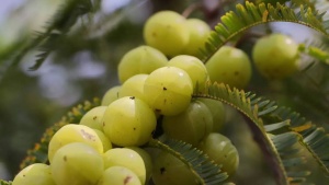 7 ‘desi’ foods that can make your hair grow faster and shine brighter