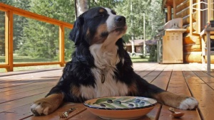 After Ozempic, is “Ozempup” on the way? Scientists explore weight-loss jabs for obese pet dogs-- All details here