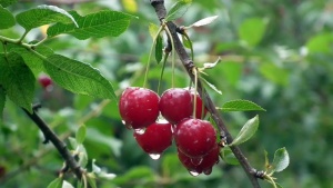 Eating cherries could slow memory loss and Alzheimer’s risk, offering an easy step for sharper memory
