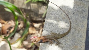 How to keep reptiles out of your garden during monsoon: Effective tips for a safe outdoor space
