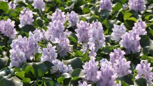 Never plant this popular flower if you don’t want mosquitoes in your yard