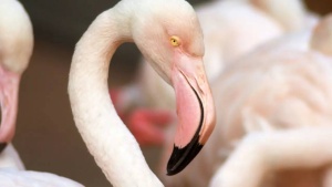 8 beautiful migratory birds that make Kutch a paradise this September