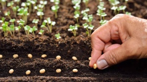 Why using coffee grounds as a fertiliser can be deadly for these plants